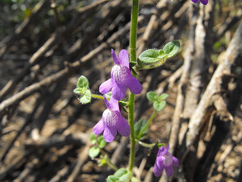 Antirrhinum nuttallianum